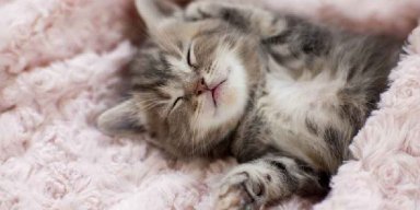 AES8 Kucing Kecil Mencari Tempat Tidur