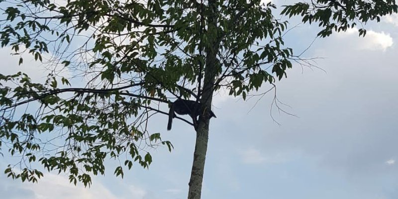 AES35 Terjebak