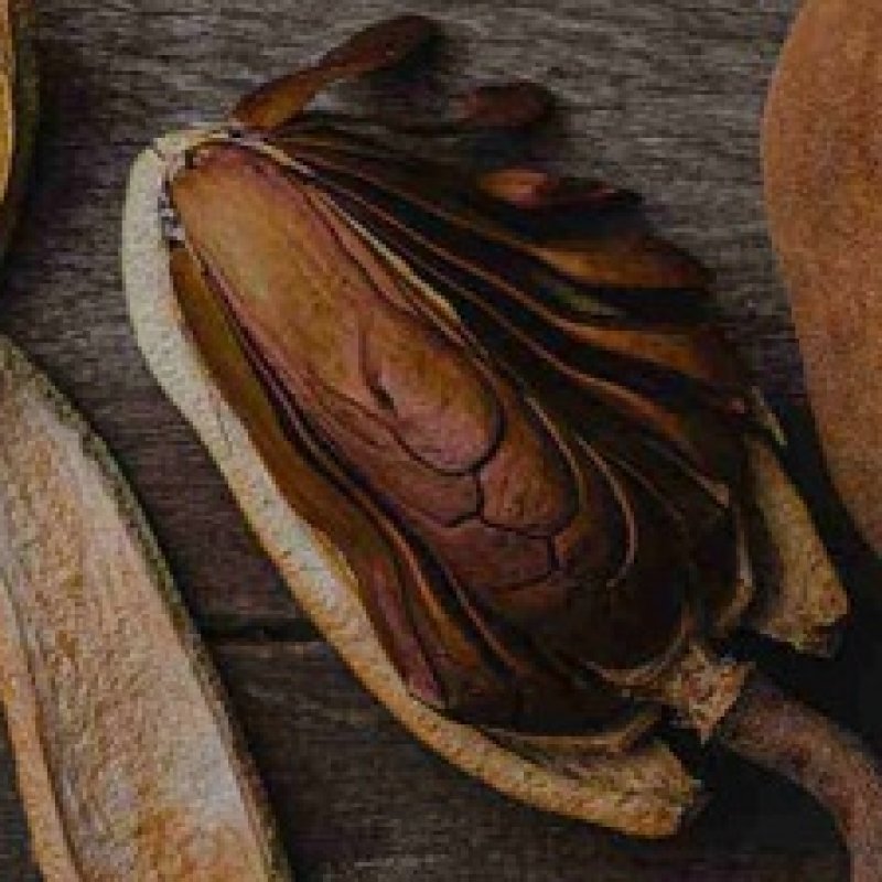 AES73  swietenia macrophylla