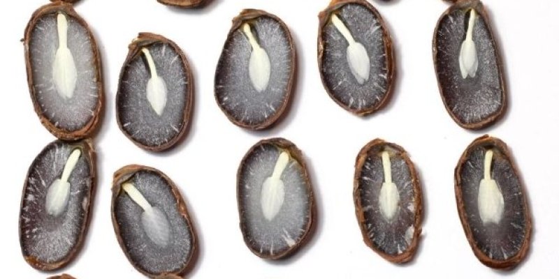 AES 124 Biji Kesemek