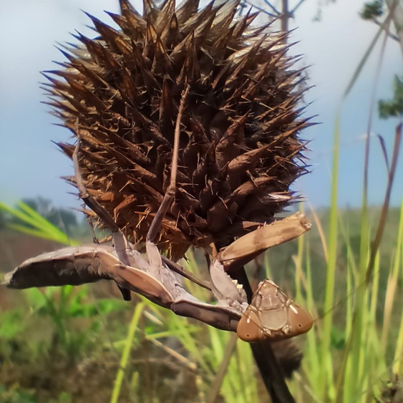 AES01 Petunjuk Pertama