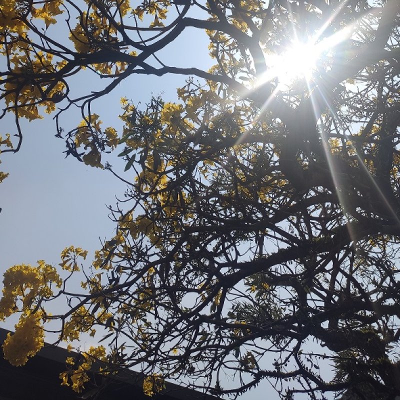 AES82 stasiun tabebuya