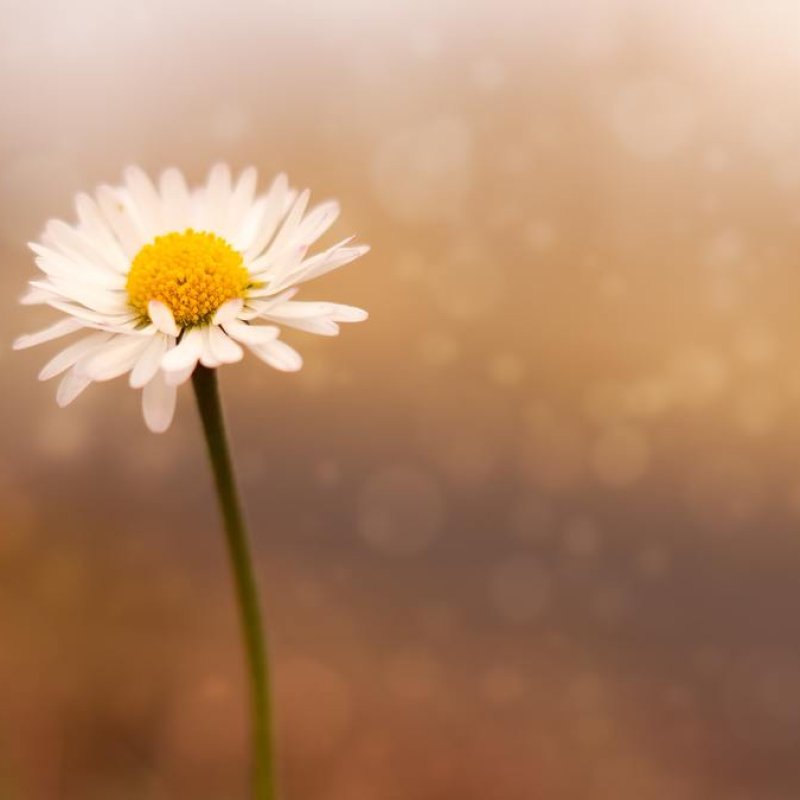 AES059 Mengenang Ibu Witono