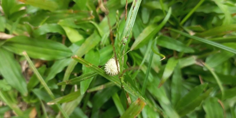 AES36 Bunga Rumput