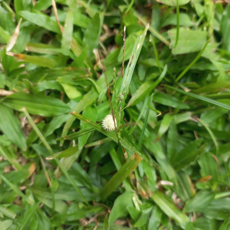 AES36 Bunga Rumput