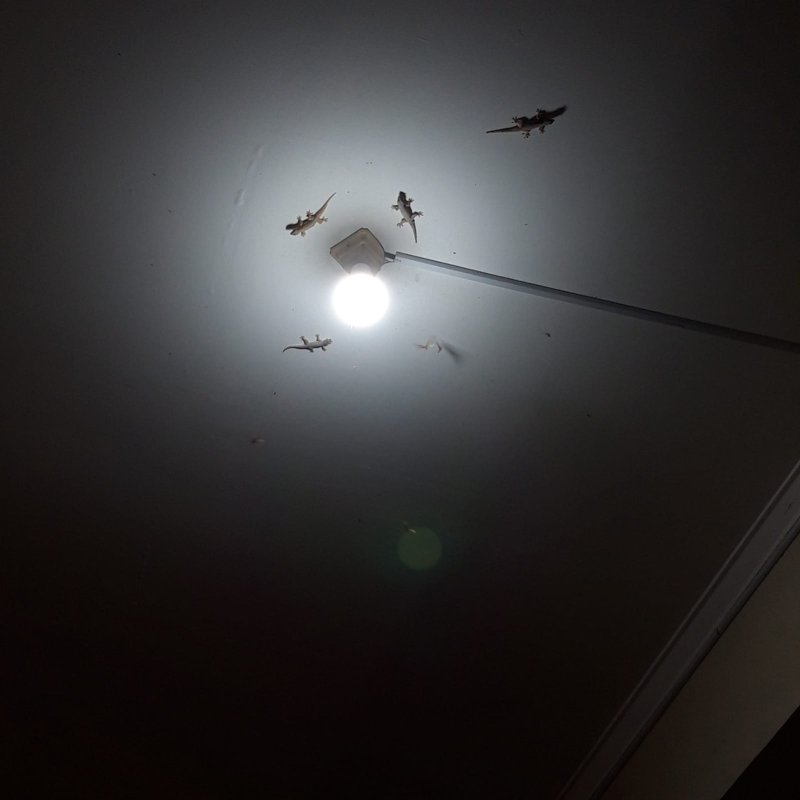 AES63 Laron dan Cicak