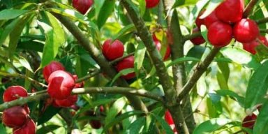 AES #73 Tumbuhan Obat yang Beracun? 5