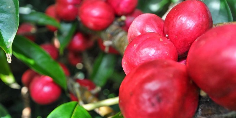 AES #74 Tumbuhan Obat yang Beracun? 6