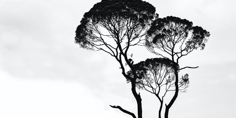 AES203 Memperlebar Lingkup Kegiatan Semi Palar