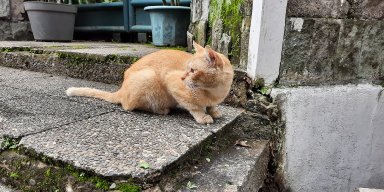 AES29 Kucing, Burung dan Laba-laba