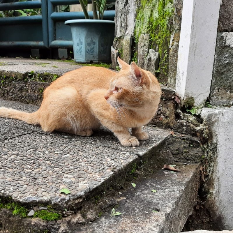 AES29 Kucing, Burung dan Laba-laba