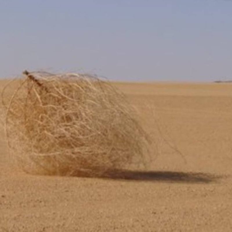 AES 208 Tumbleweed
