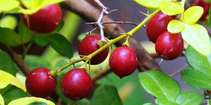 AES002 Jeruk Kingkit/Ikit