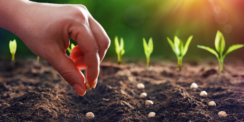 AES233 Seeds and Thoughts