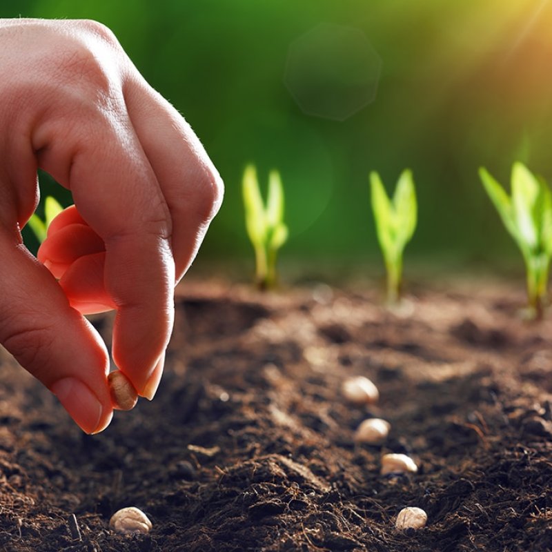 AES233 Seeds and Thoughts