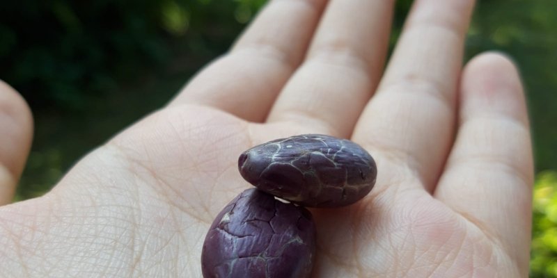 AES69 Coklat (2)