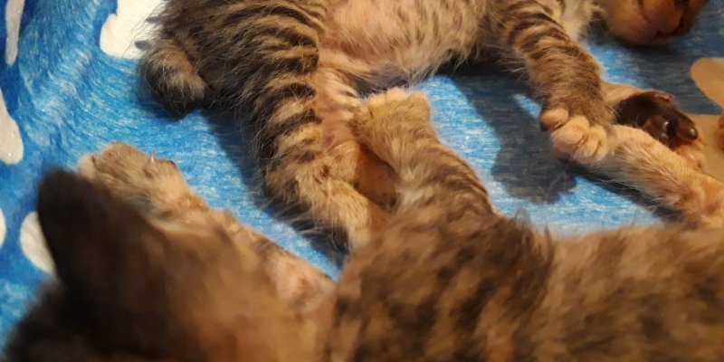 AES70 Anta Riksa (1)