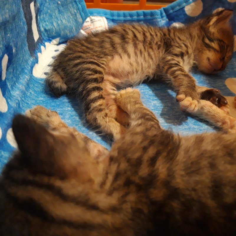 AES70 Anta Riksa (1)