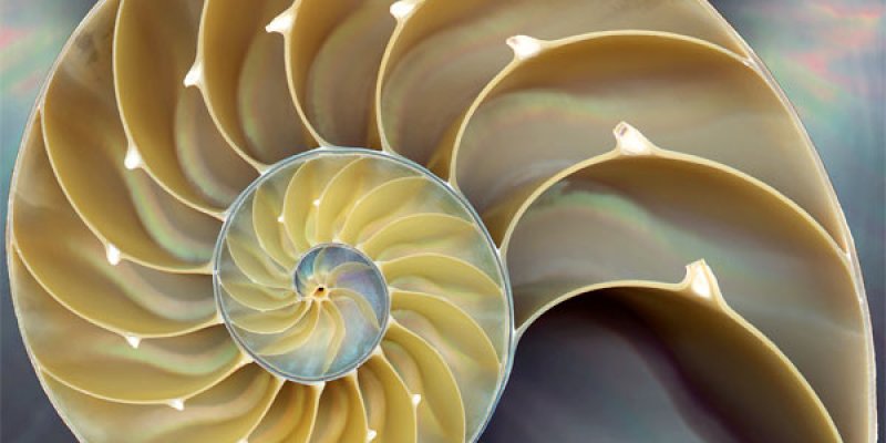 AES248 The Chambered Nautilus