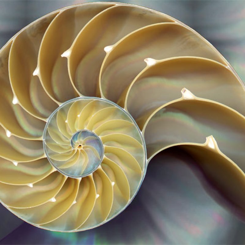 AES248 The Chambered Nautilus