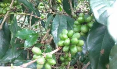 AES #78 Kebun Kopi Gambung