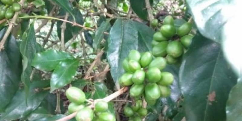 AES #78 Kebun Kopi Gambung