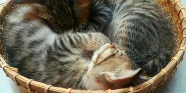 AES71 Anta Riksa (2)