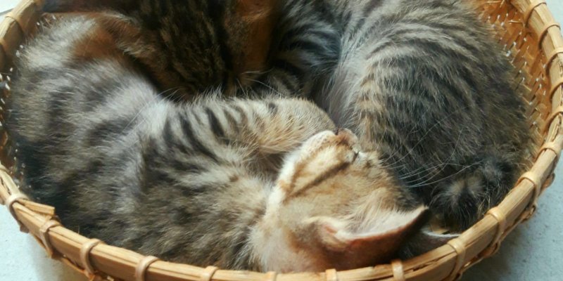 AES71 Anta Riksa (2)