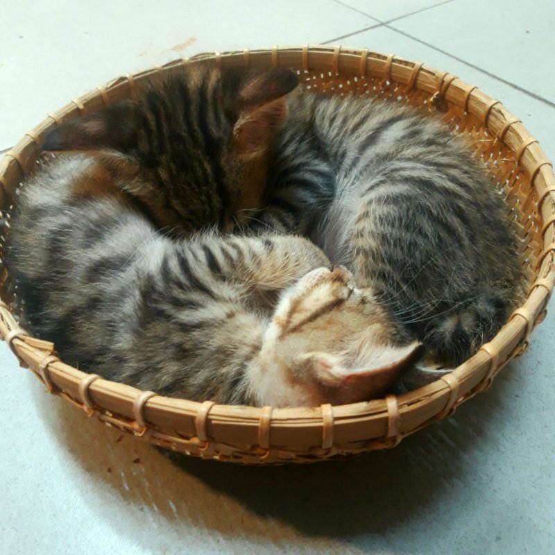 AES71 Anta Riksa (2)