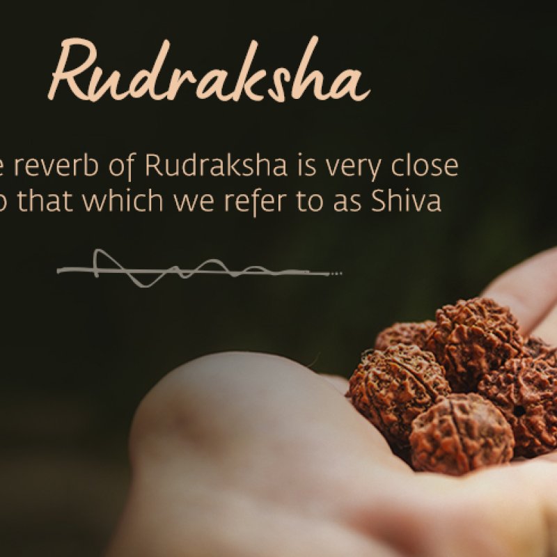 AES275 Rudraksha