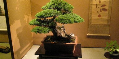 AES 122 Bonsai.