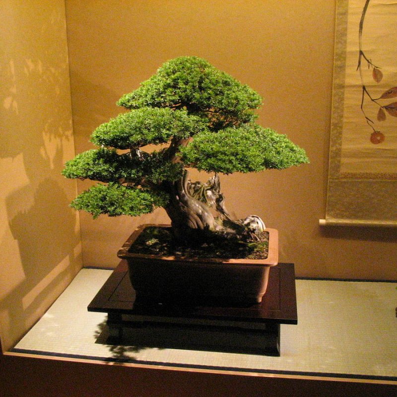 AES 122 Bonsai.