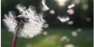 AES 288 Only Temporary