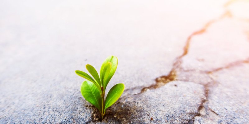 AES303 See It Through