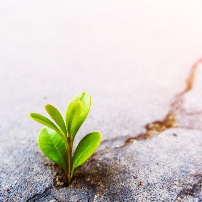 AES303 See It Through