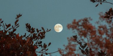 AES334 Bulan di Sela Dedaunan