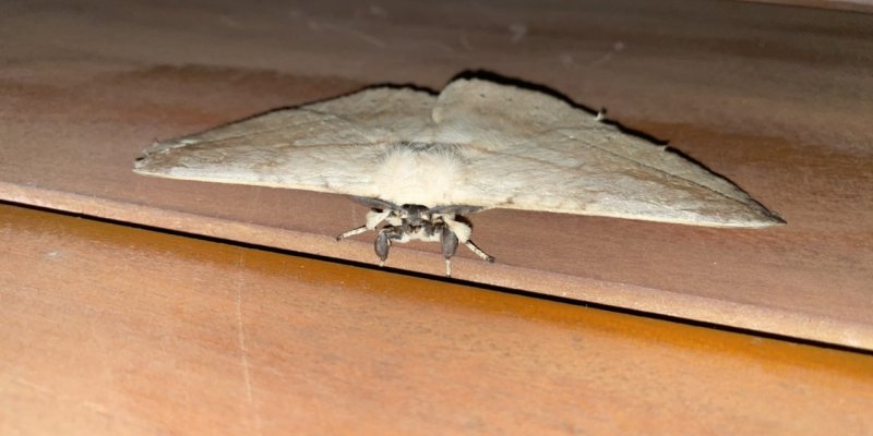 AES250 Aku Ingin Belajar Apa