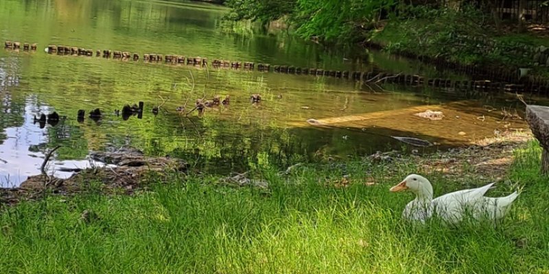 AES22 - Bebek Bahagia