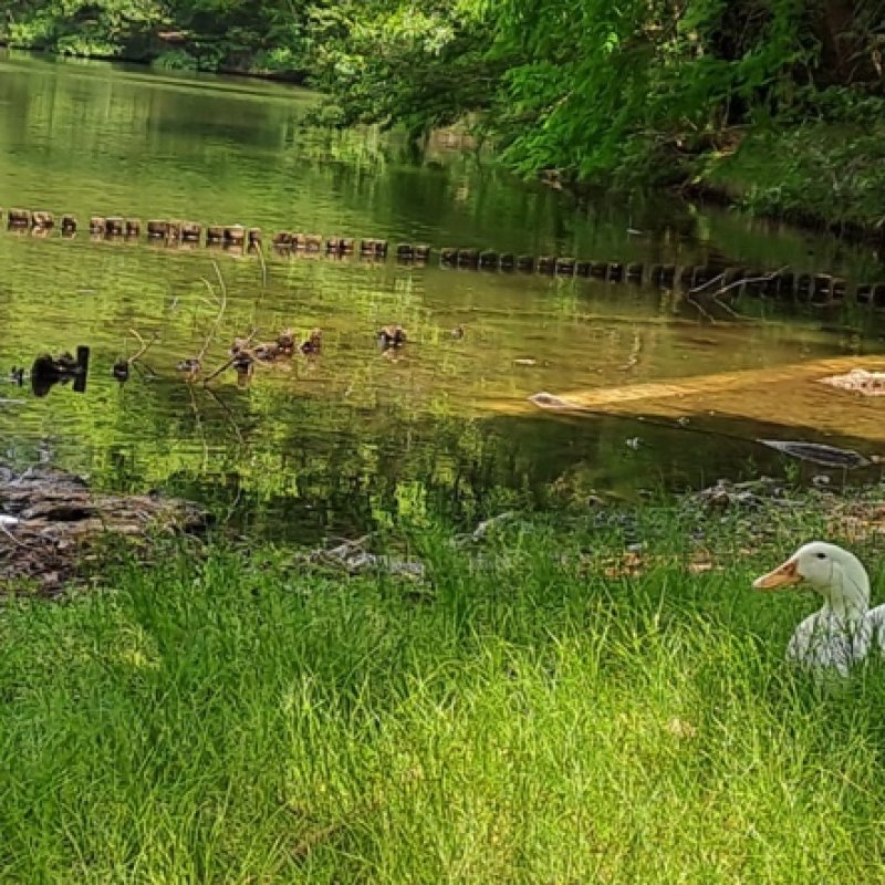 AES22 - Bebek Bahagia