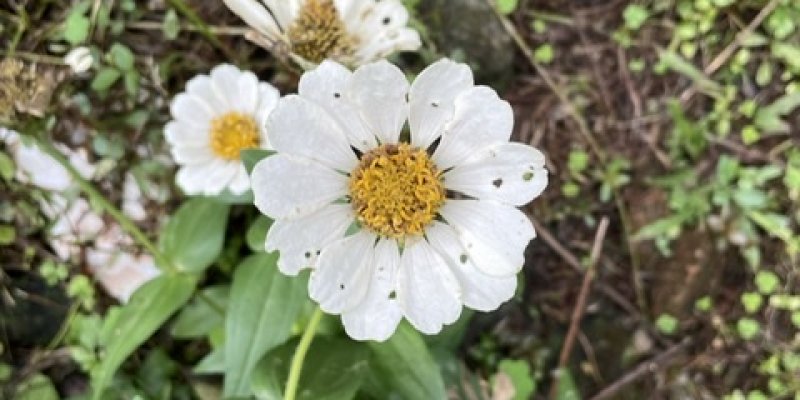 AES309 Ayam Goreng di Telinga