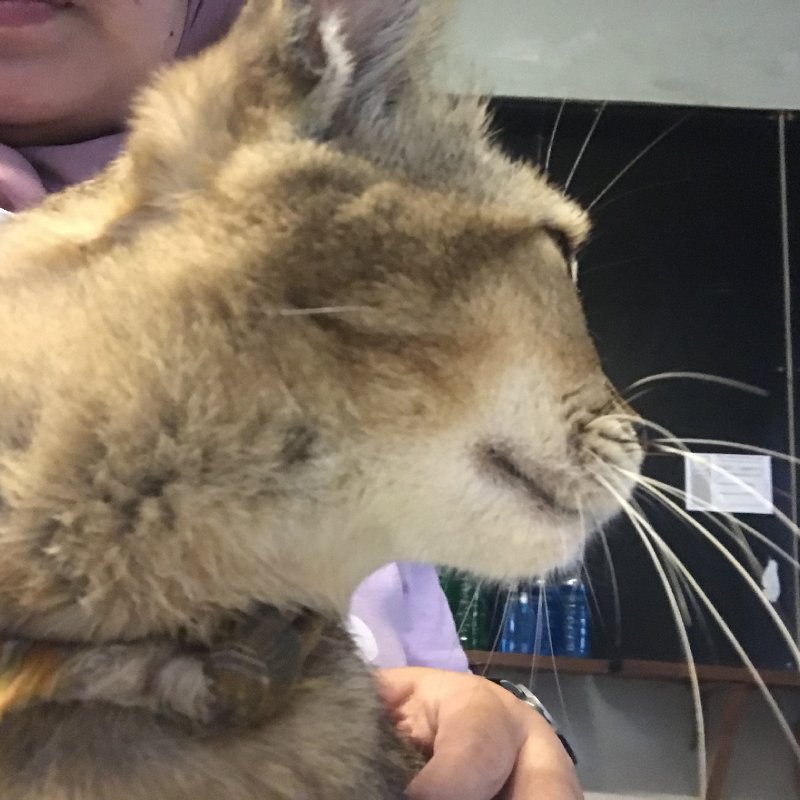 AES75 Seperti Drama Korea Saja