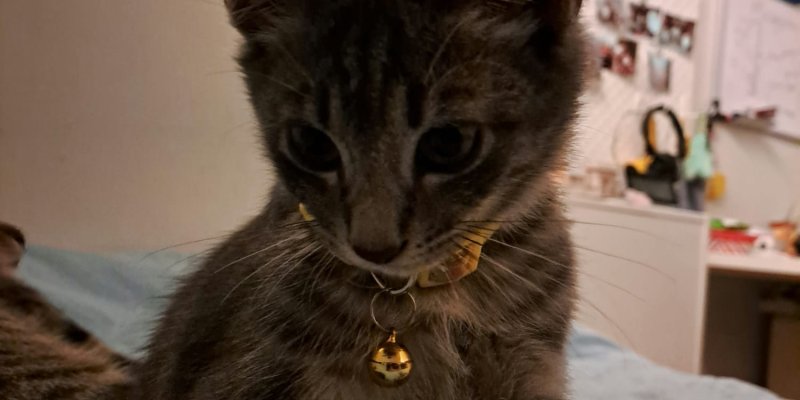 AES78 Groupthink - Harmonis Katanya