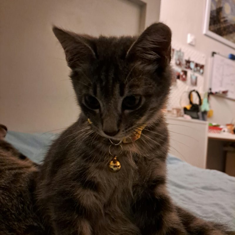 AES78 Groupthink - Harmonis Katanya