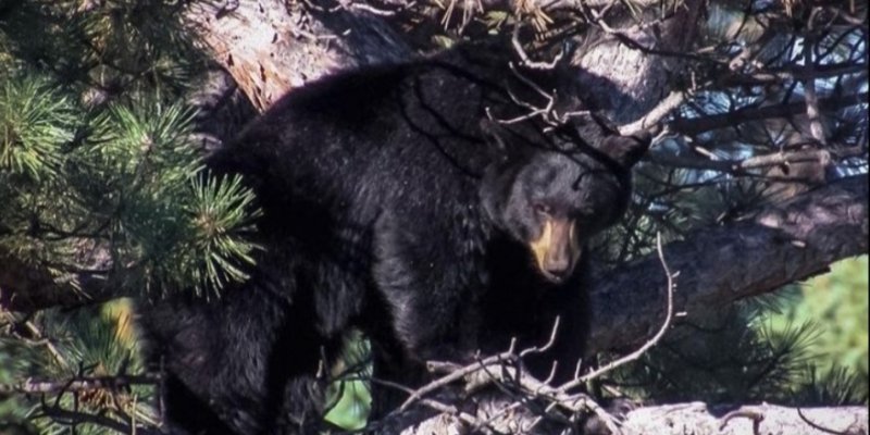 AES 482 Happy Bear-Day