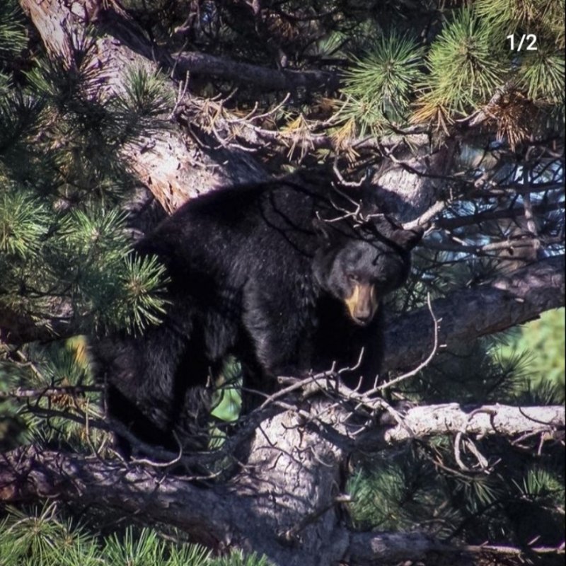 AES 482 Happy Bear-Day