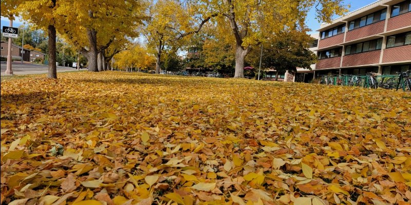 AES 488 Les Feuilles Mortes