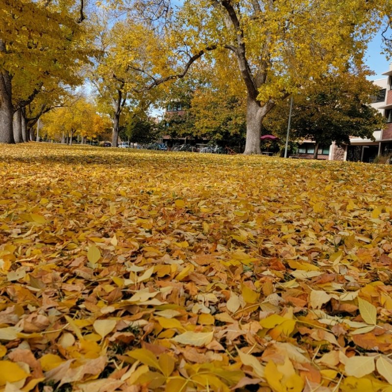 AES 488 Les Feuilles Mortes