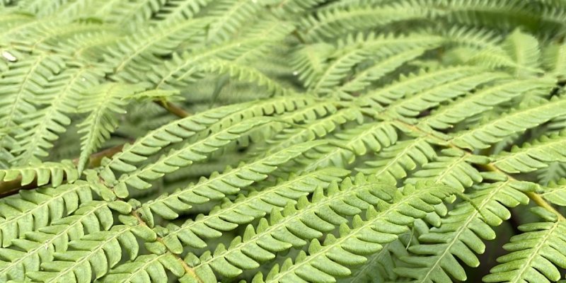 AES01 Penitipan Anak