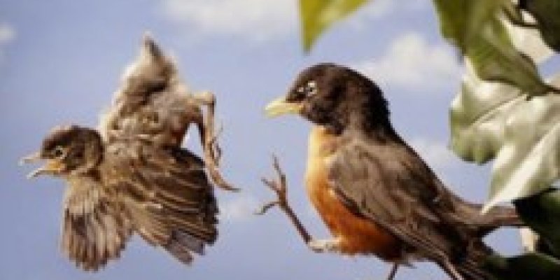 AES 532 Meninggalkan Sarang