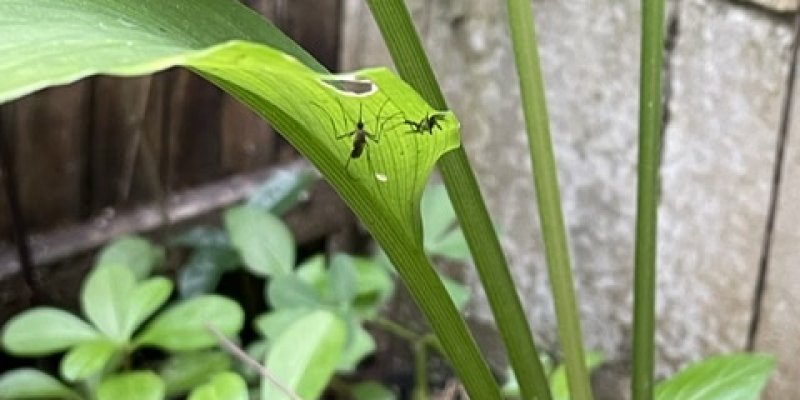 AES378 Memberi Izin Meminta Maaf